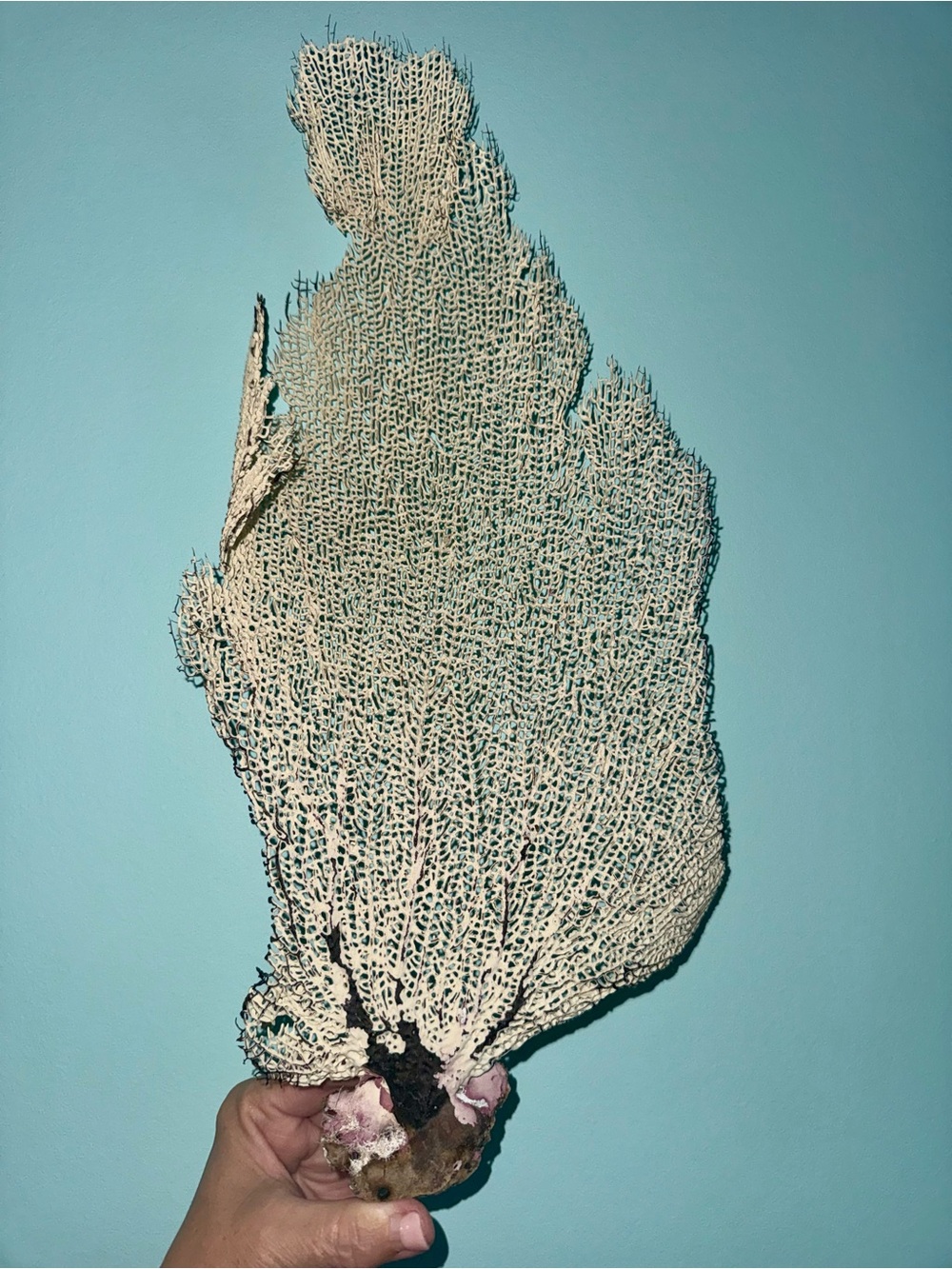 Natural Sea Fan Large White Specimen with Purple Coral